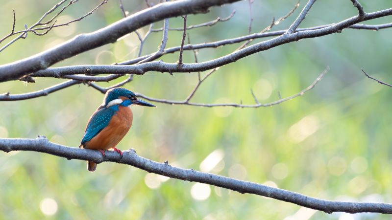 Fugleværnsfonden Vaserne FotoMetteAlkjaer5