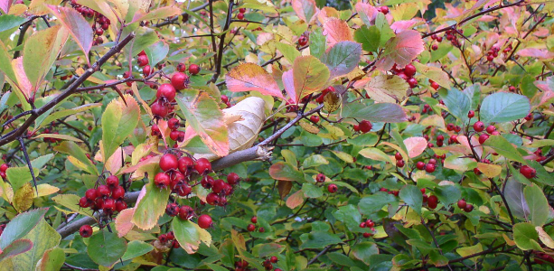 efterår til webnyhed